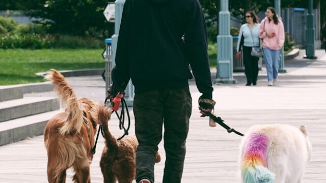 Pet Sitting & Dog Walking — A Reliable Side Hustle for Teens